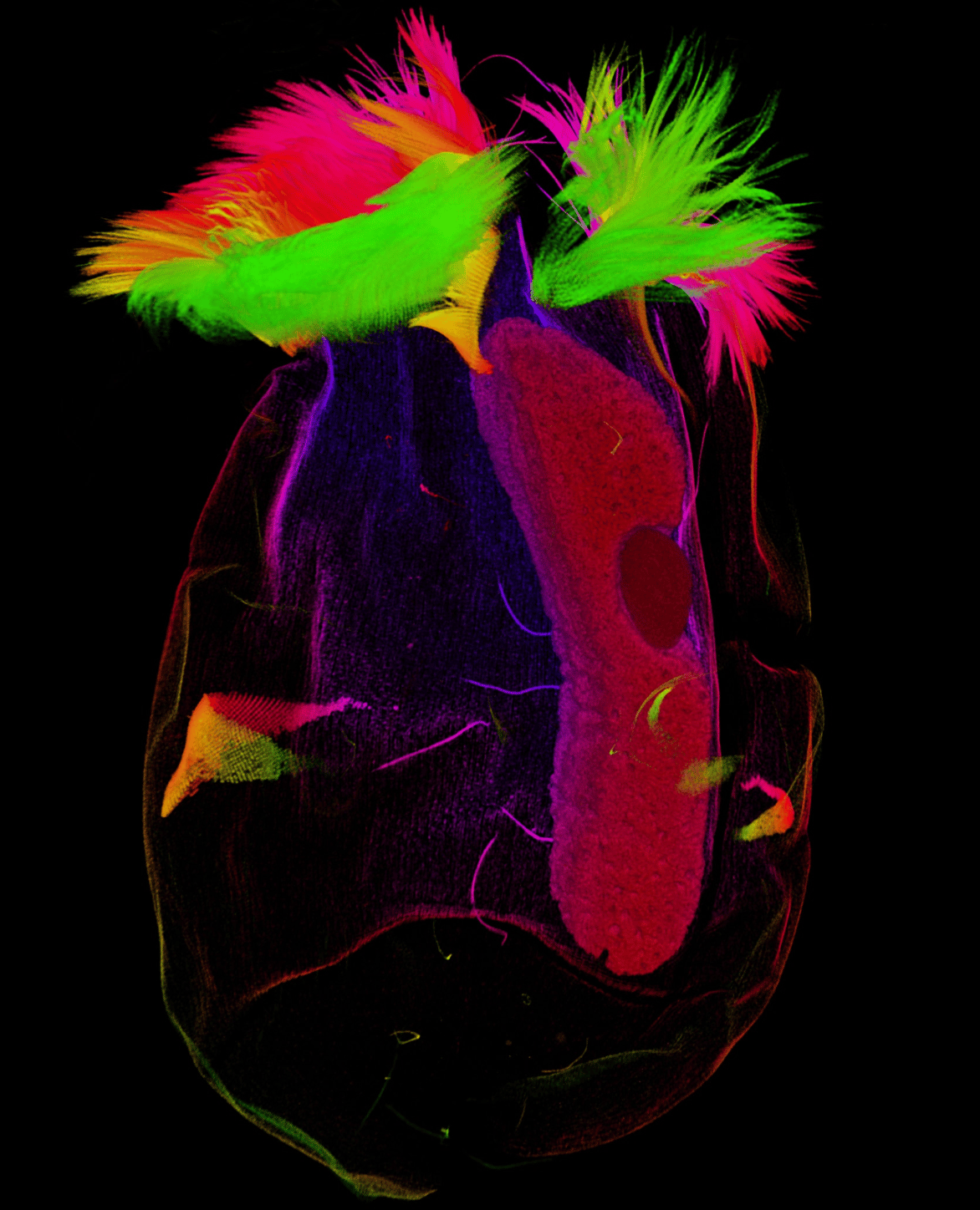 The Washington Post: <a href="https://www.washingtonpost.com/science/interactive/2026/cow-burps-microbes-images/"><strong>See the unexpected beauty in the microbes behind cow burps</strong></a>, April 30
