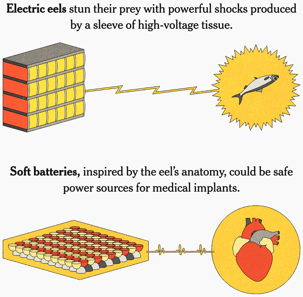 The New York Times: <a href="https://www.nytimes.com/interactive/2025/11/10/science/biology-evolution-technology.html"><strong>How Inventors Find Inspiration in Evolution</strong></a>, November 10