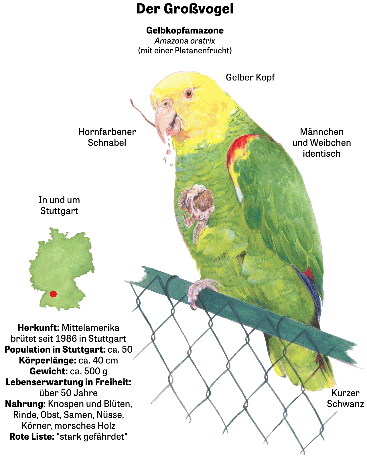 Die Zeit: <a href="https://www.zeit.de/2026/19/papageien-deutschland-halsbandsittich-alexandersittich-gelbkopfamazone"><strong>Es grünt!</strong></a> [<em>It's green!</em>], April 30 <span class="badge">Take a look at the beautiful parrot illustrations!</span>