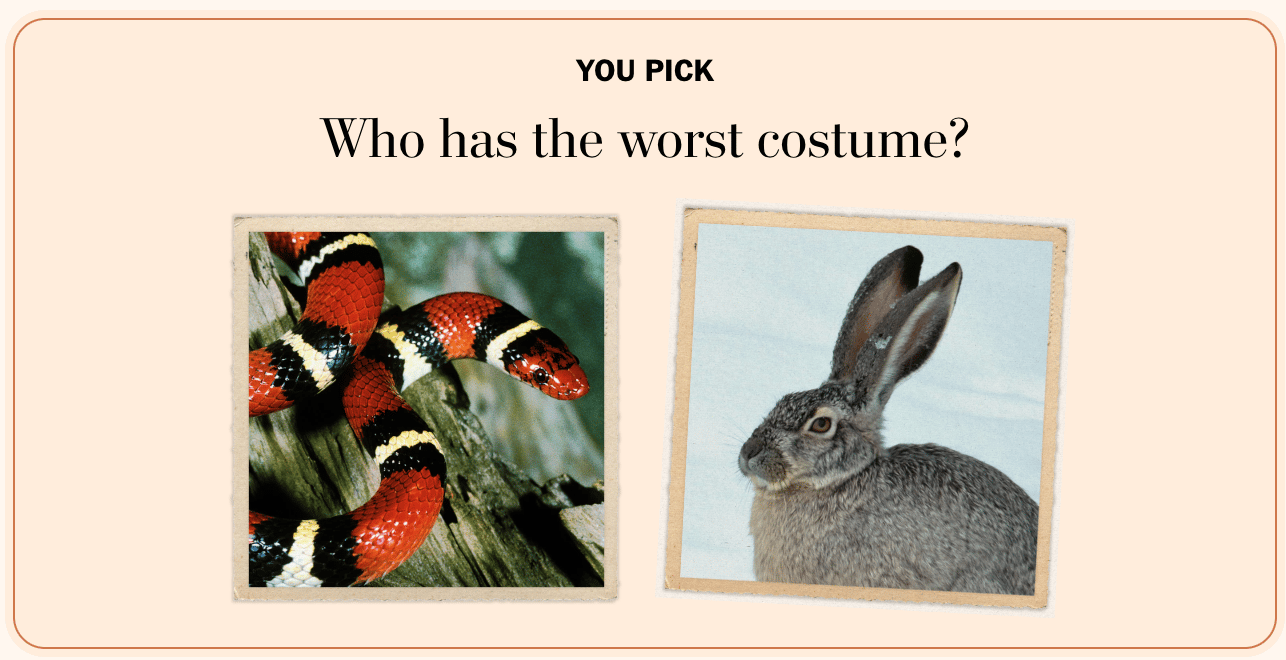 The Washington Post: <a href="https://www.washingtonpost.com/climate-environment/interactive/2025/animal-costume-contest-mimicry/"><strong>Costume contest: Vote for the best disguises in the animal kingdom</strong></a>, October 27