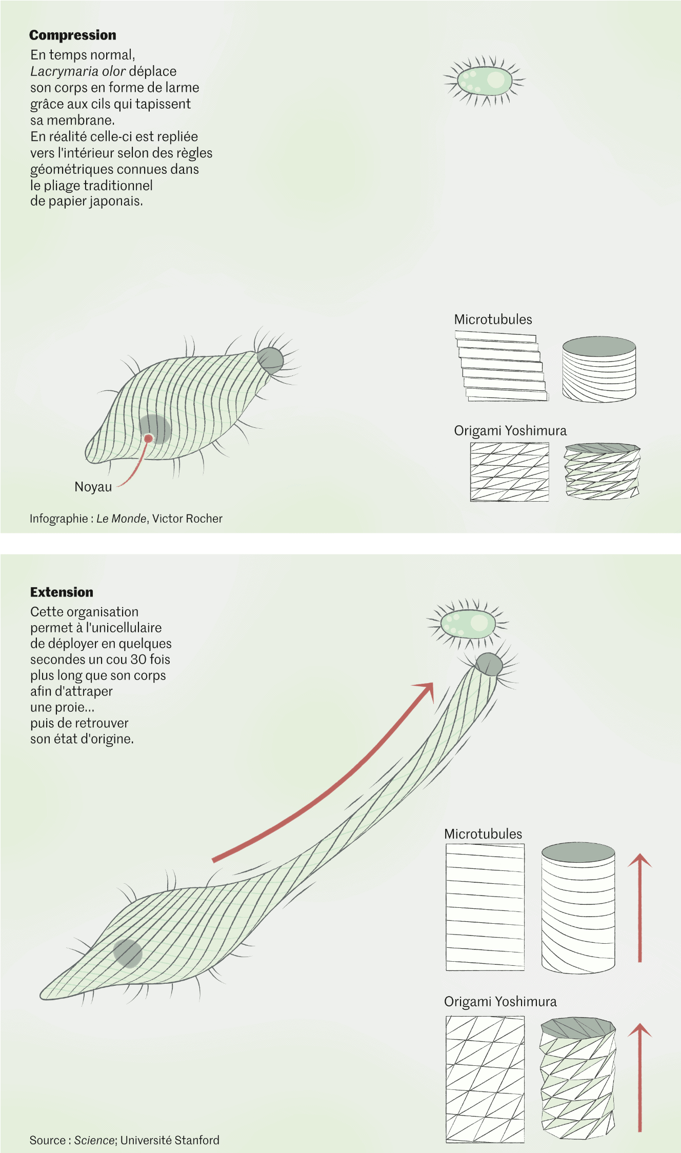 Le Monde: <strong><a href="https://www.lemonde.fr/sciences/article/2024/10/03/l-unicellulaire-qui-multiplie-sa-taille-par-30-grace-a-une-structure-facon-origami_6342171_1650684.html">L’unicellulaire qui multiplie sa taille par 30&nbsp;grâce à une structure façon origami</a></strong> [<em>The single-celled creature that multiplies its size by 30 thanks to an origami-like structure</em>], October 3