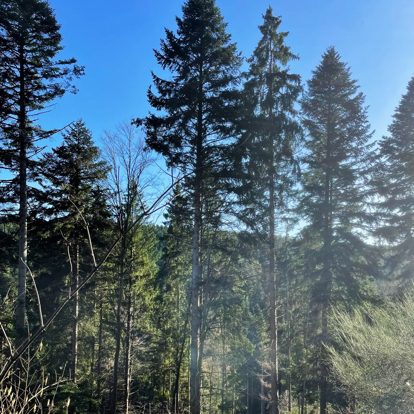 A beautiful spot in southern Germany