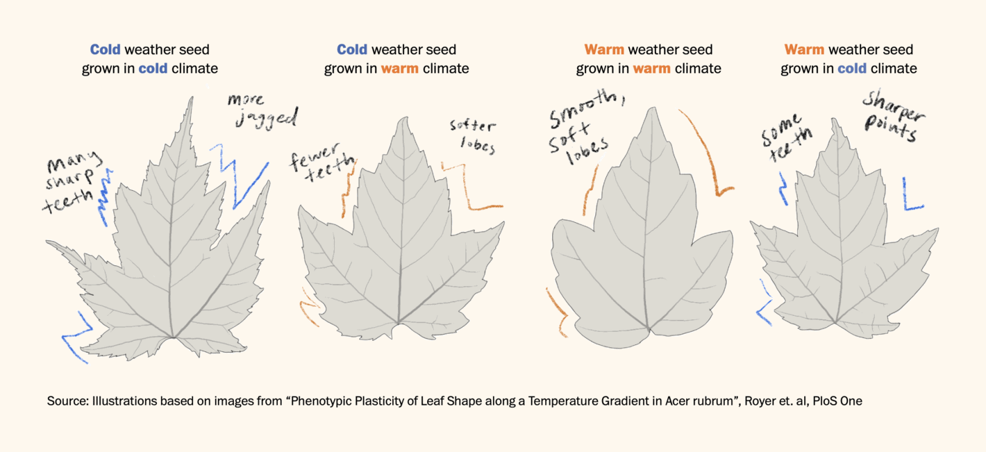 The Washington Post: <strong><a href="https://www.washingtonpost.com/science/interactive/2023/leaf-shape-diversity/">Why do trees have differently shaped leaves?</a></strong>, November 16