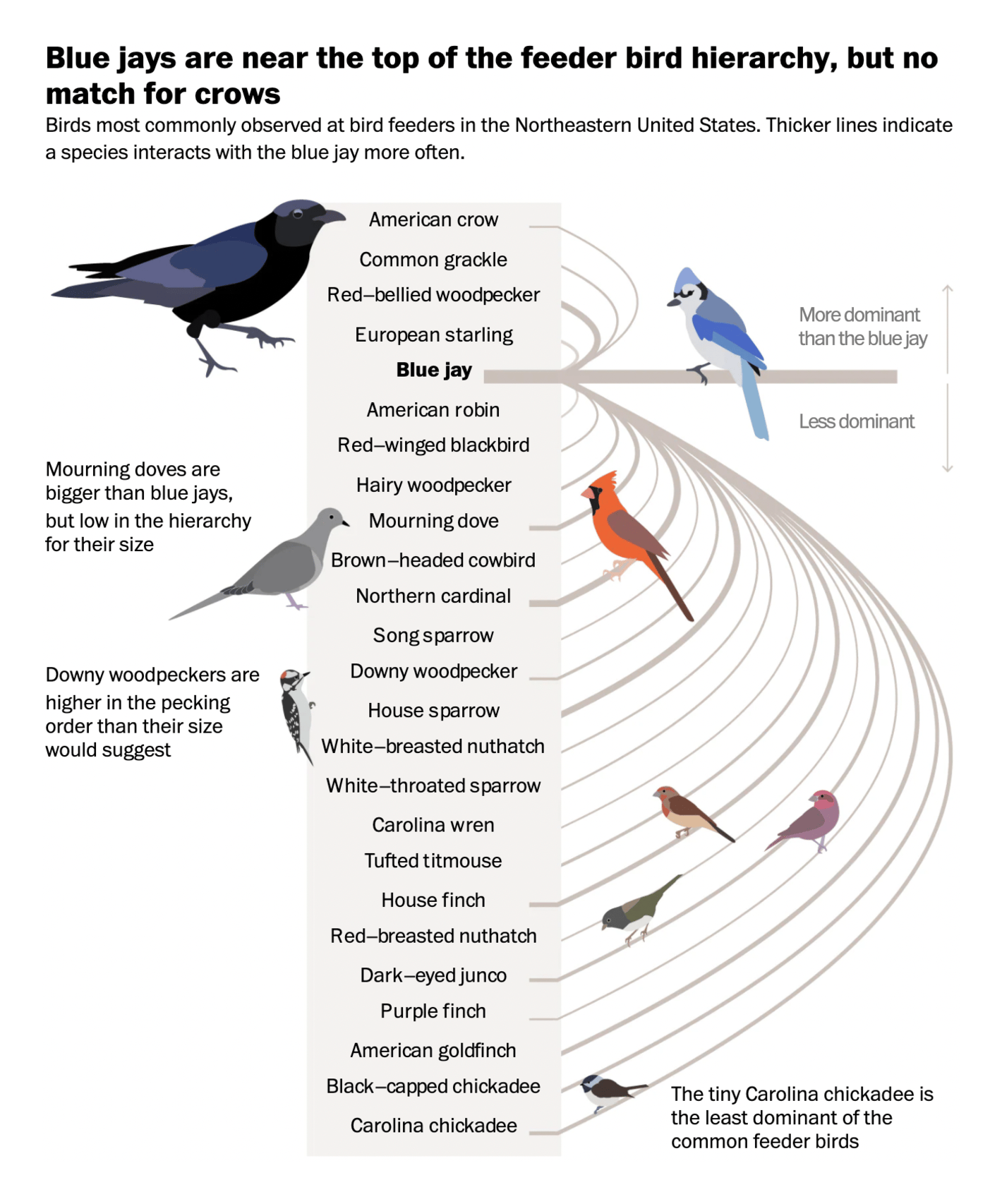 The Washington Post: <strong><a href="https://www.washingtonpost.com/business/2021/11/28/bird-feeder-pecking-order/">Which birds are the biggest jerks at the feeder? A massive data analysis reveals the answer.</a></strong>, November 28