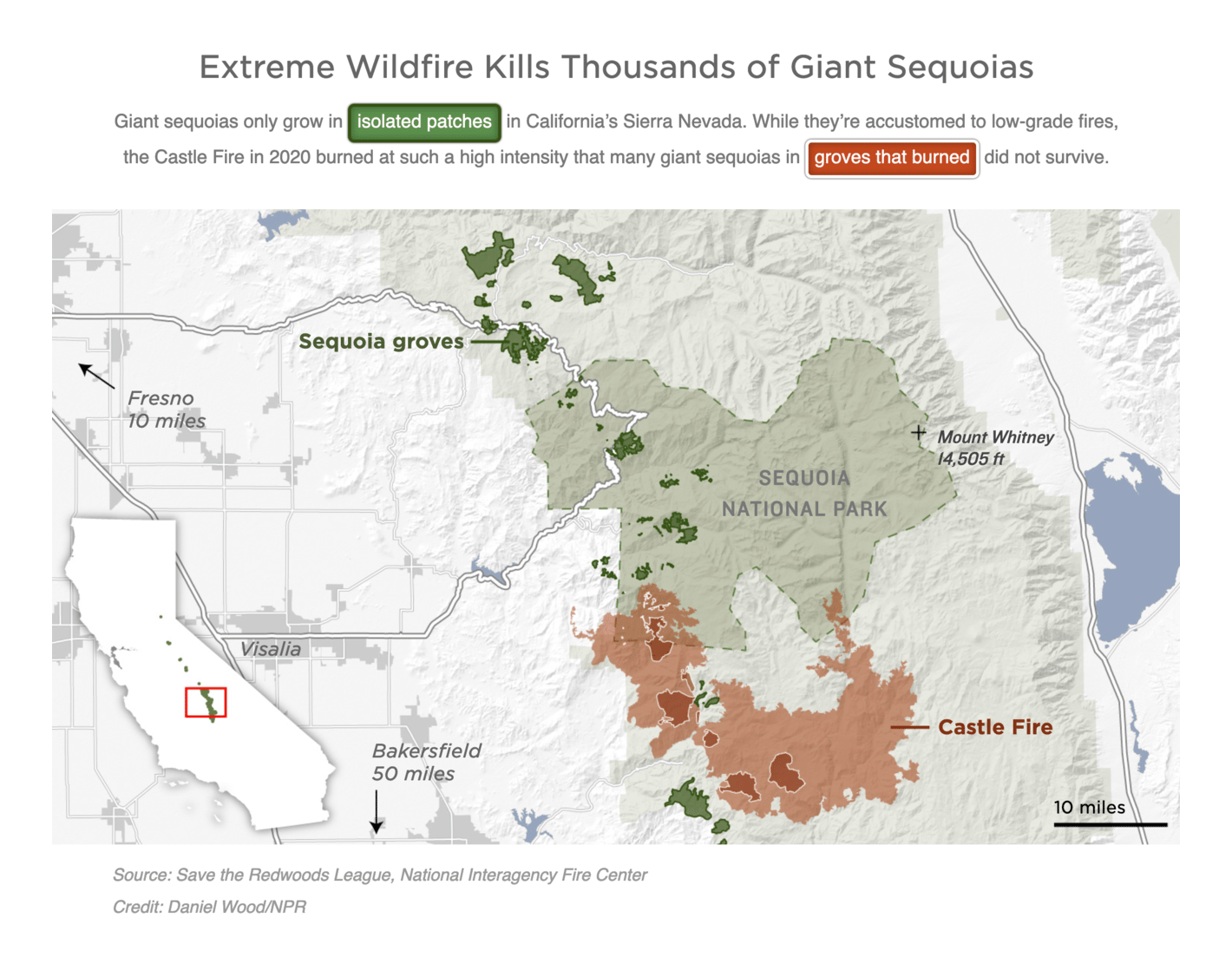 NPR: <strong><a href="https://www.npr.org/2021/09/17/1037914390/giant-sequoia-national-park-wildfire-climate-change?utm_campaign=Fair%20Warning&amp;utm_medium=email&amp;utm_source=Revue%20newsletter">A Single Fire Killed Thousands Of Sequoias. Scientists Are Racing To Save The Rest</a></strong>, September 17