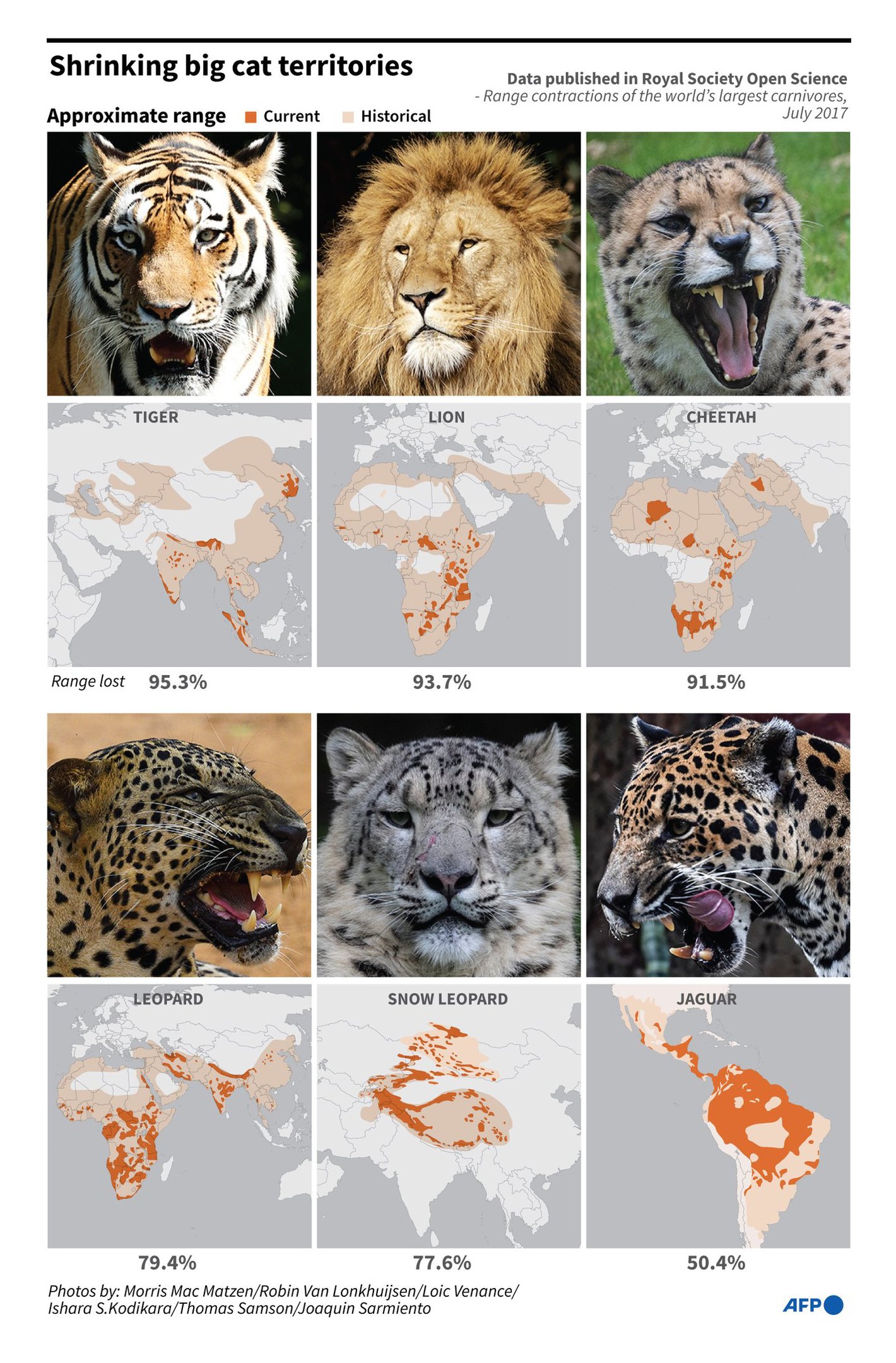 AFP: <a href="https://twitter.com/JohnSaeki/status/1433821611258380290"><strong>The shrinking territory of big cats worldwide</strong></a>, September 3