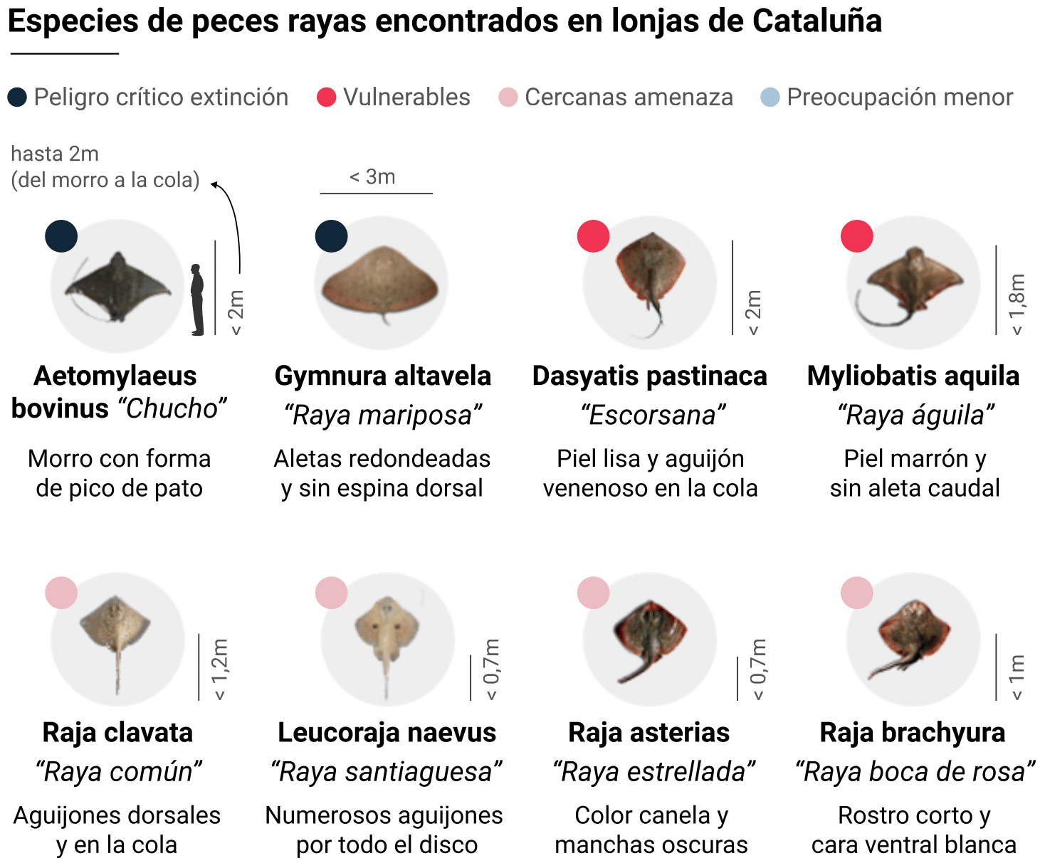 El Confidencial: <a style="font-weight: bold;" href="https://www.elconfidencial.com/medioambiente/2021-10-27/especie-protegida-peligro-extincion-mercado_3312856/">El manjar protegido y en peligro de extinción que puedes comprar en cualquier pescadería</a>, October 27