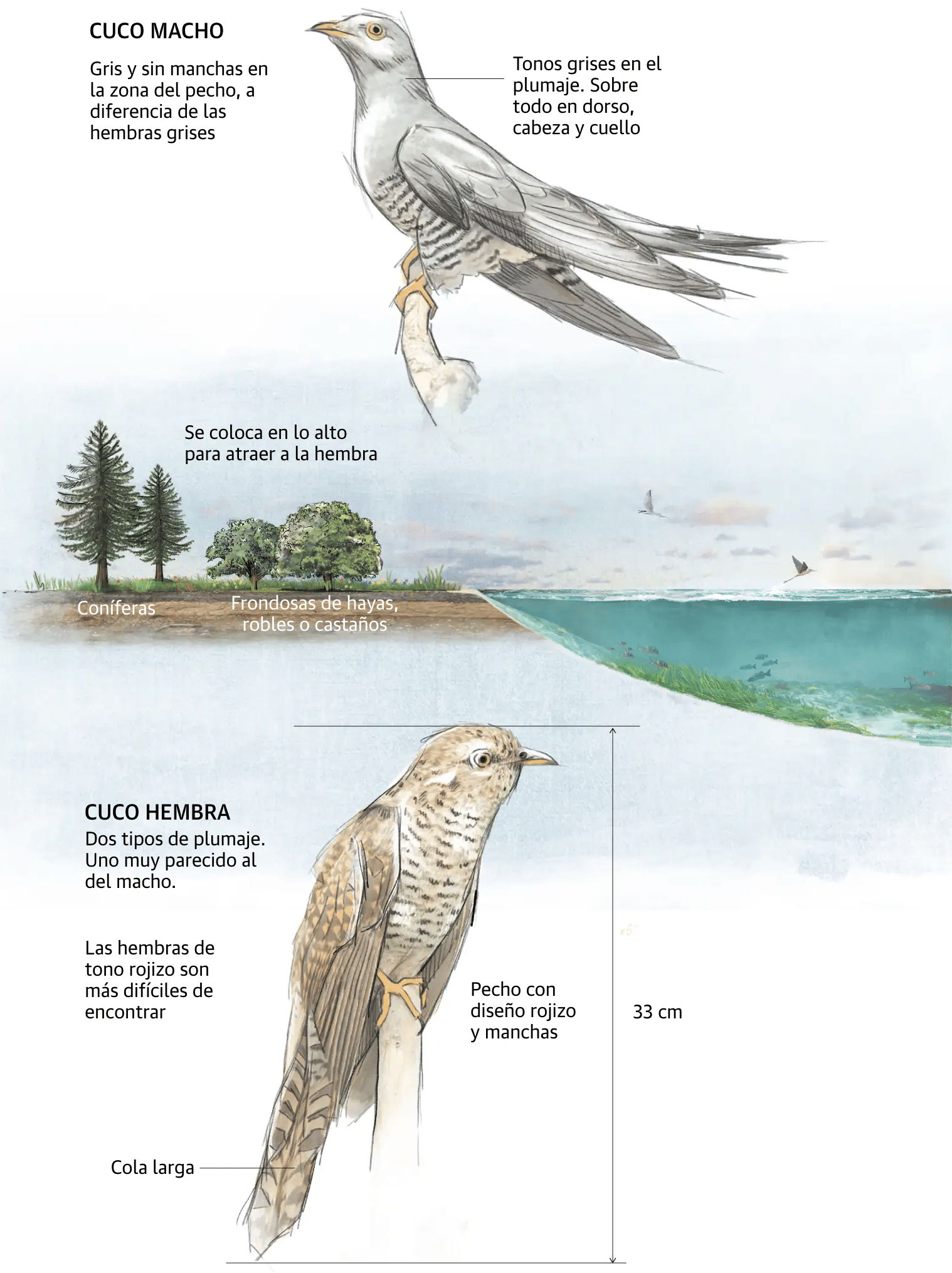 SUR: <strong><a href="https://www.diariosur.es/sociedad/llega-cuco-llega-primavera-20240424171848-ntrc.html">Llega el cuco, llega la primavera</a></strong>, April 24