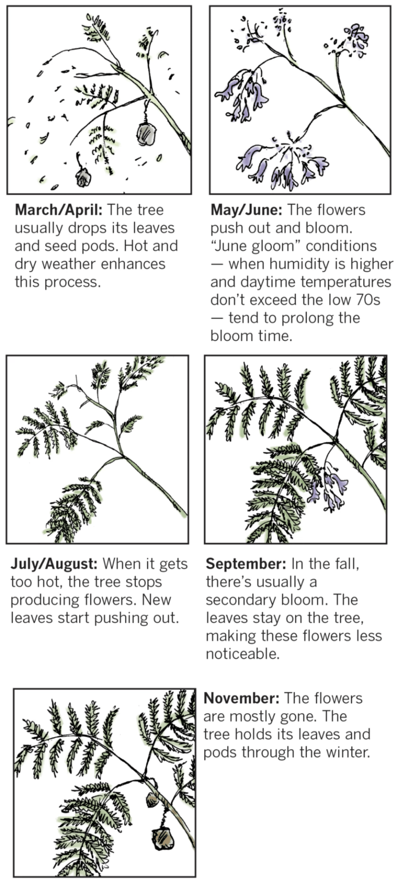 The Los Angeles Times: <a href="https://www.latimes.com/local/lanow/la-me-jacaranda-trees-los-angeles-20190518-story.html"><strong>It’s jacaranda season: When purple reigns</strong></a>, May 18