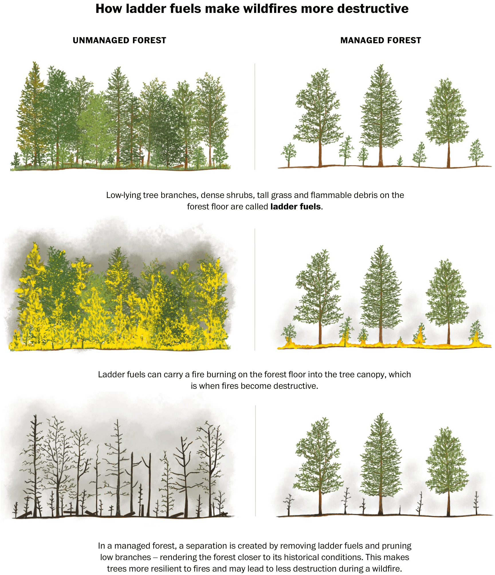 The Washington Post: <strong><a href="https://www.washingtonpost.com/climate-environment/interactive/2021/prescribed-fire/">Fighting Fire With Fire</a></strong>, July 29