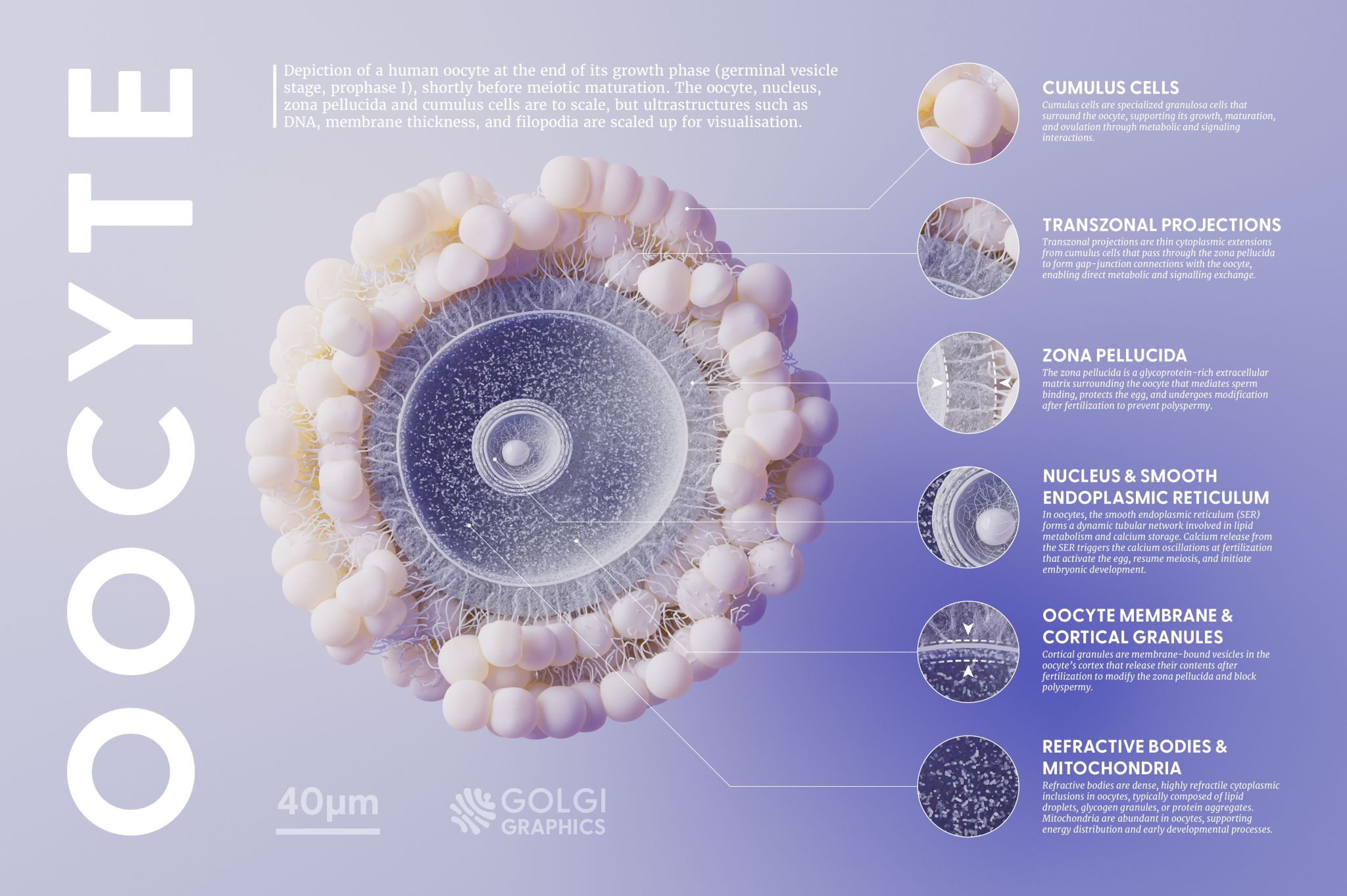 Josh Hawley: "My latest personal project - an infographic looking at some of the more intricate details of human oocyte structure [...]," November 19 (<a href="https://www.linkedin.com/in/josh-hawley-679a49188/recent-activity/all/"><strong>LinkedIn</strong></a>)