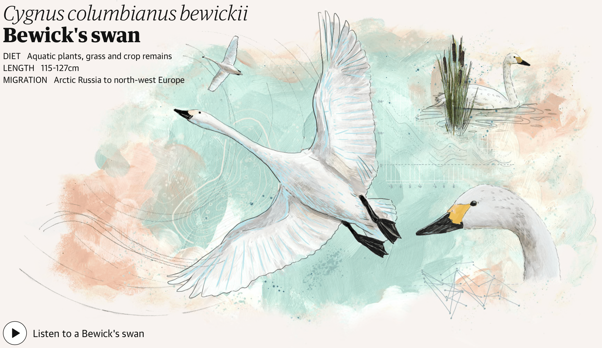 The Guardian: <a href="https://www.theguardian.com/environment/ng-interactive/2025/oct/16/bird-migration-is-changing-what-does-this-reveal-about-our-planet-visualised-aoe?CMP=bsky_gu#Echobox=1760603266"><strong>Bird migration is changing. What does this reveal about our planet? – visualised</strong></a>, October 16