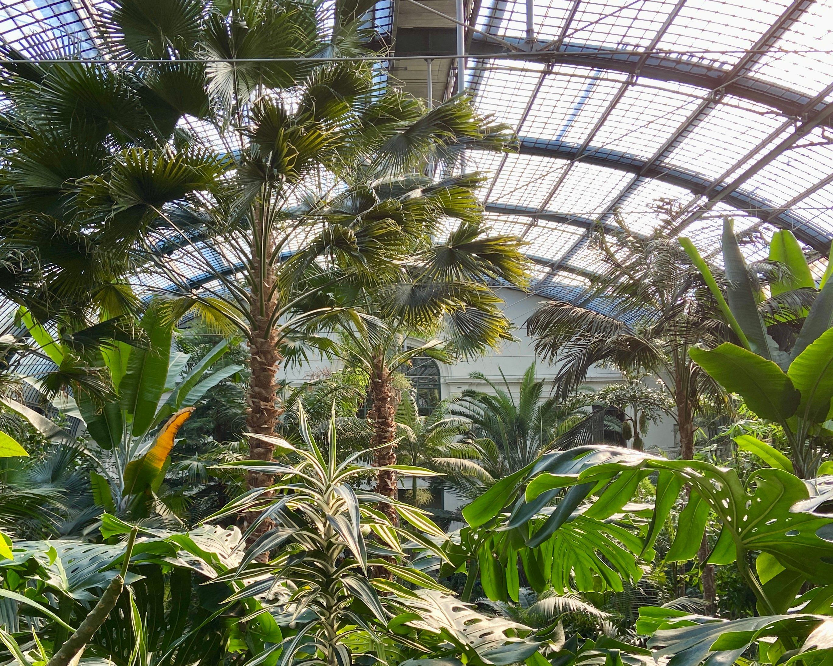When visiting a new city, I always make sure to visit the botanical garden. The <strong>Palmengarten here in Frankfurt</strong> is one of my favorites — I’m a member of its friends association.