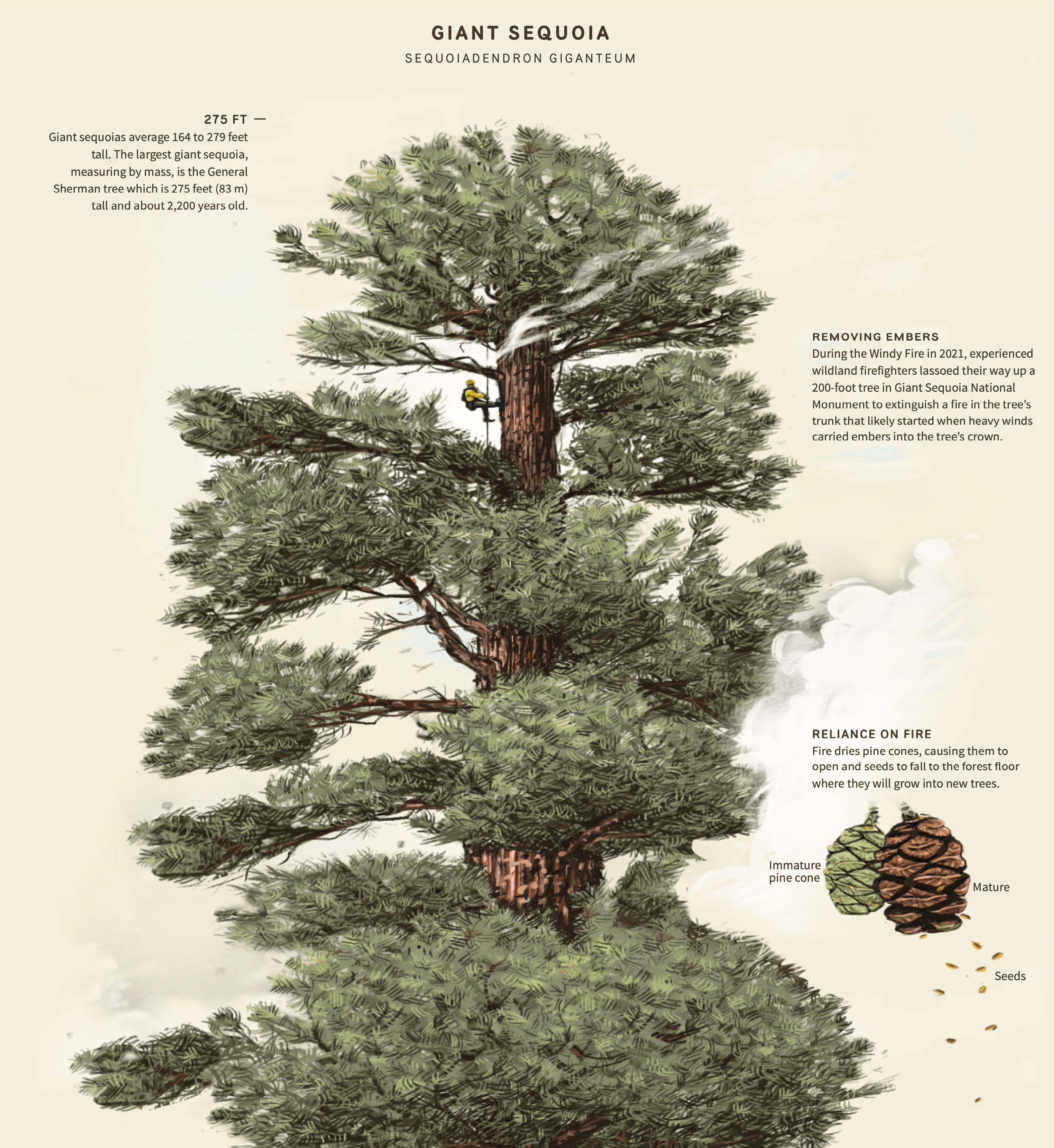 Reuters: <a href="https://graphics.reuters.com/USA-WILDFIRES/YOSEMITE/zjvqkbqodvx/index.html"><strong>Saving the Sequoias</strong></a>, August 3