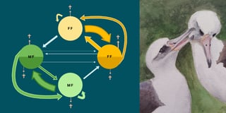 How albatross mamas get bi