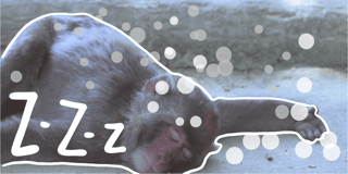 How long do animals sleep?