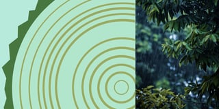 The climate archive hidden in the trees