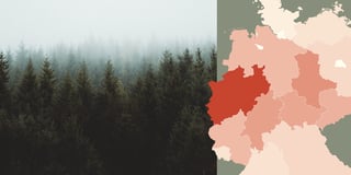 Why German trees are (and aren’t) dying