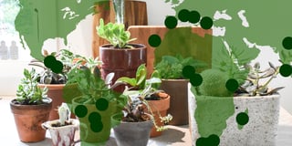 Where houseplants really come from
