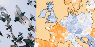 Germany’s highest bandwidth is a pigeon’s wingspan