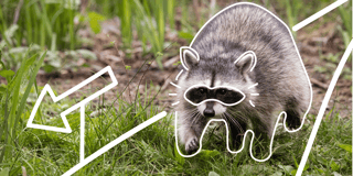 The masked bandits come to Germany