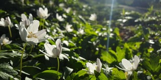 When will spring arrive?