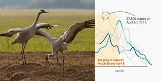 The dancing cranes of Lake Hornborga