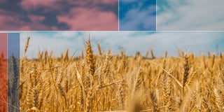 Wheat at war