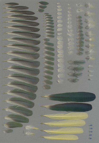 Krista Koeller: "I just stumbled upon featherbase, a database of feather pictures from a bunch of bird species. So pretty!" January 6 (<a href="https://bsky.app/profile/kristalerista.bsky.social/post/3mbrx2umbo22b"><strong>Bluesky</strong></a>)