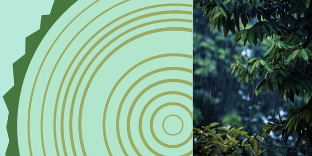 The climate archive hidden in the trees